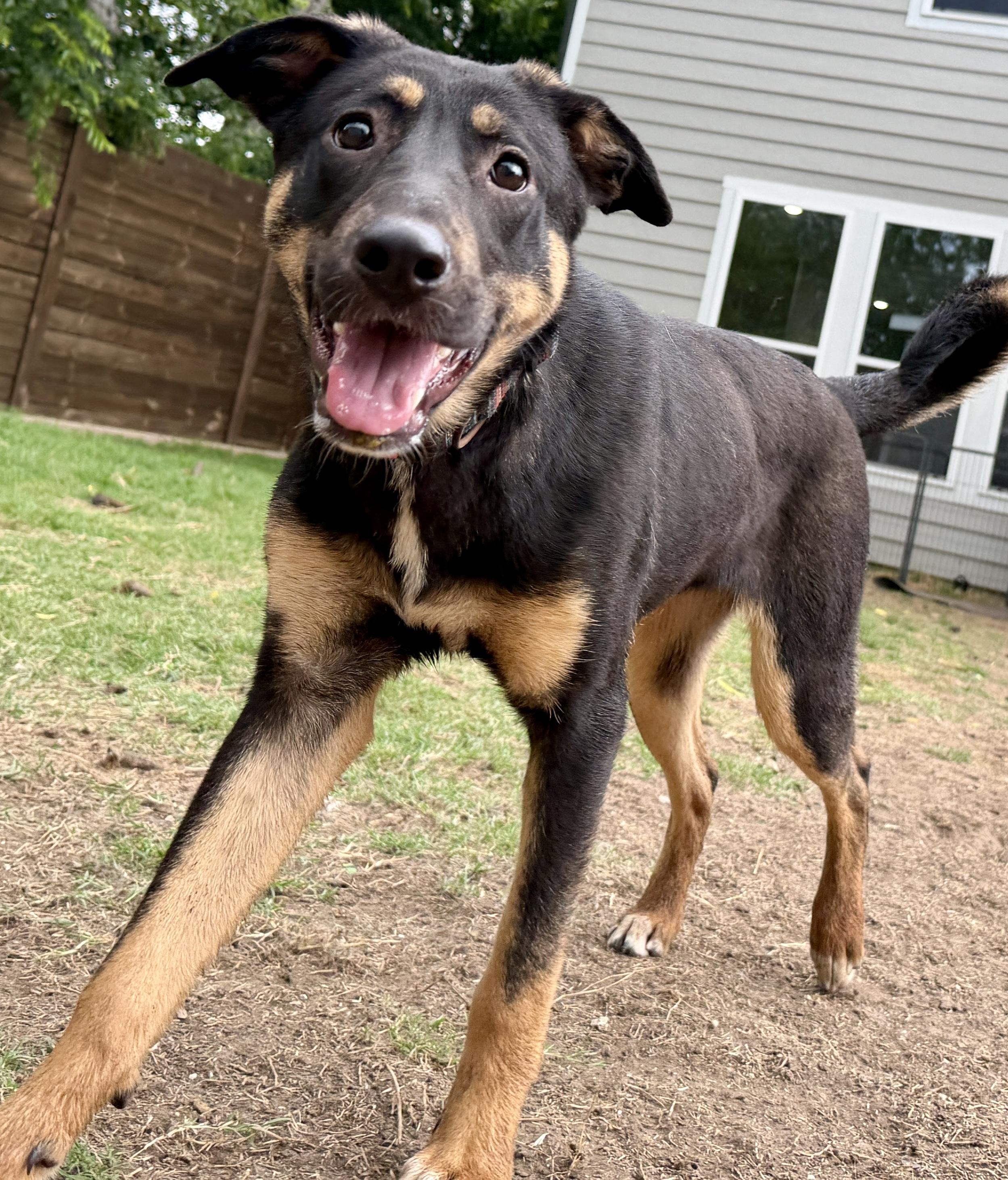 Aurora, Adoptable, Puppy Female Mixed Breed.