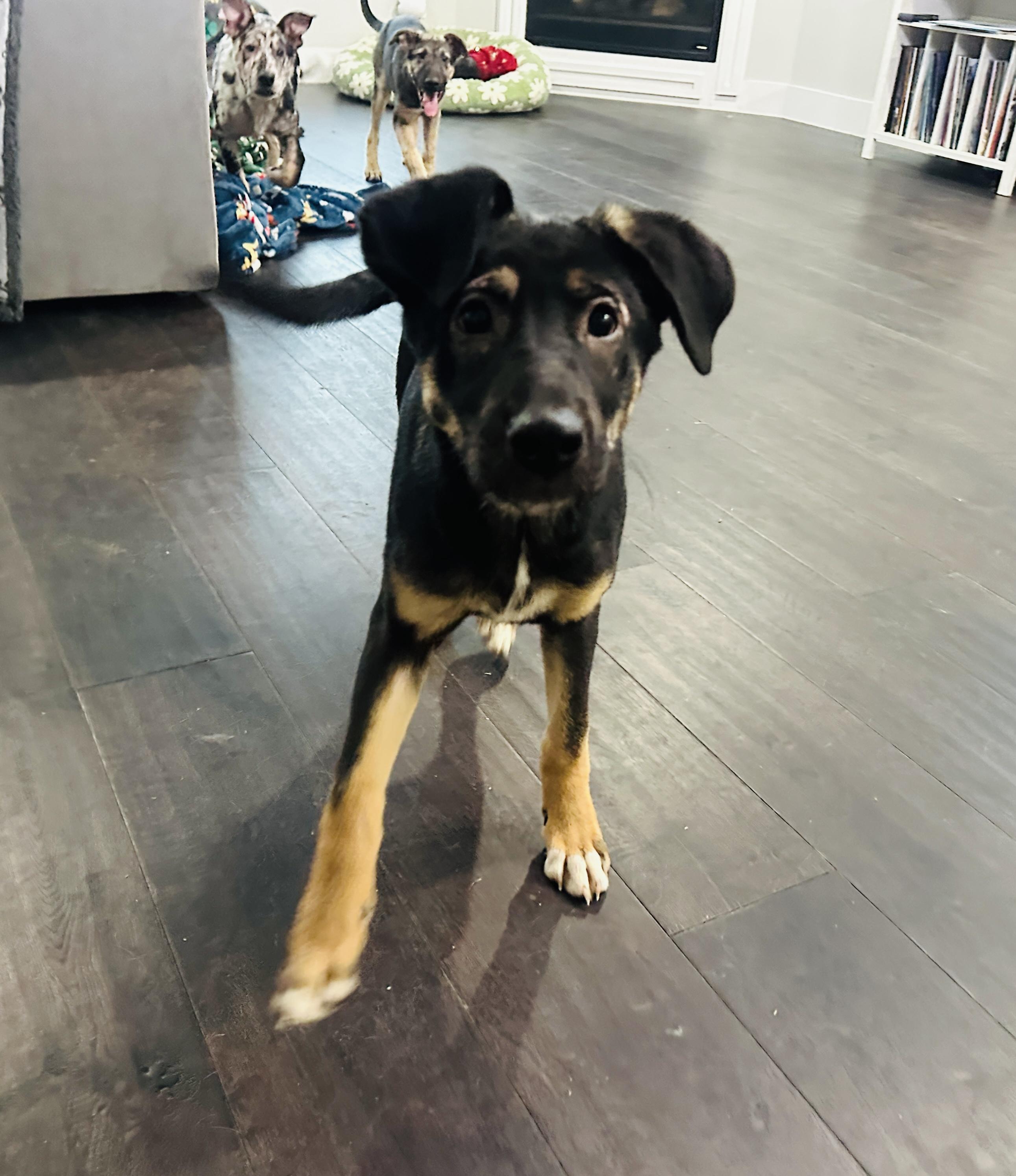 Aurora, a Adoptable mixed breed in Dallas, TX image 6/6
