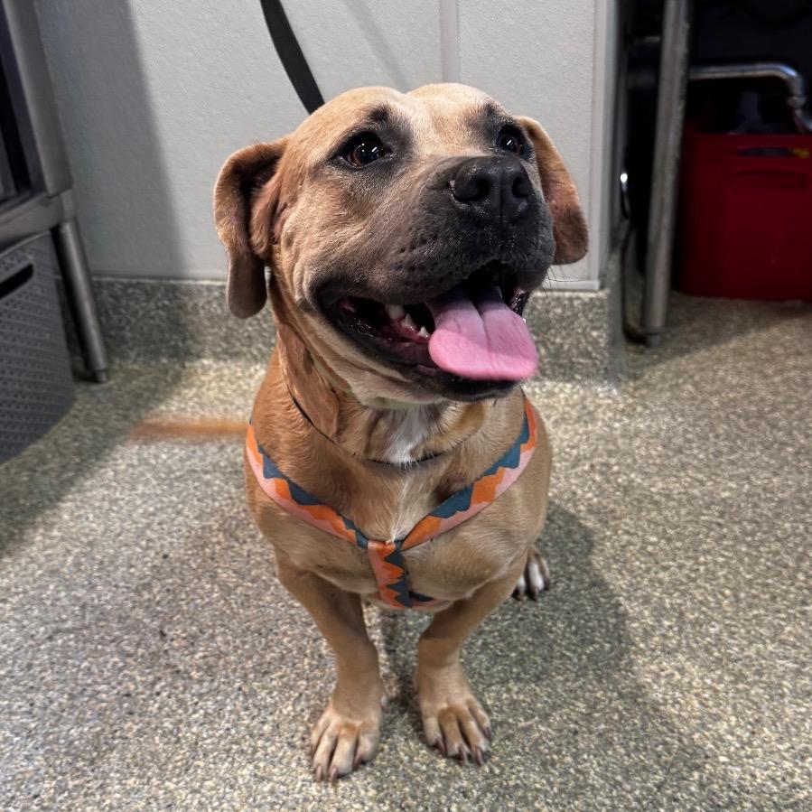 Honey*, Adoptable, Adult Female Pit Bull Terrier.