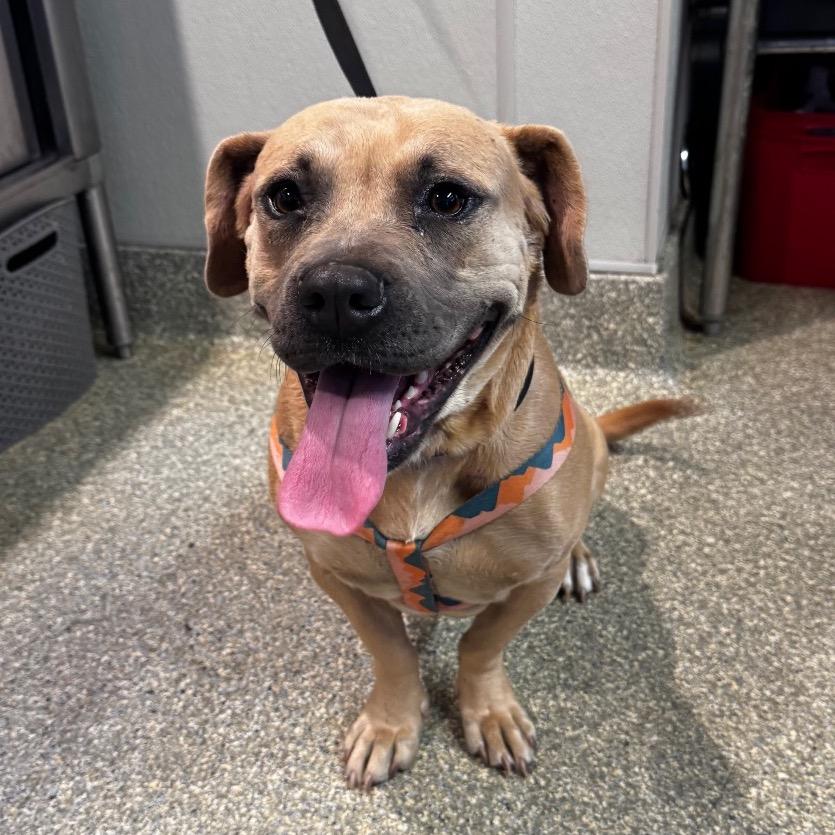Enlarge Honey*, a Adoptable Pit Bull Terrier in San Gabriel, CA image 2/2