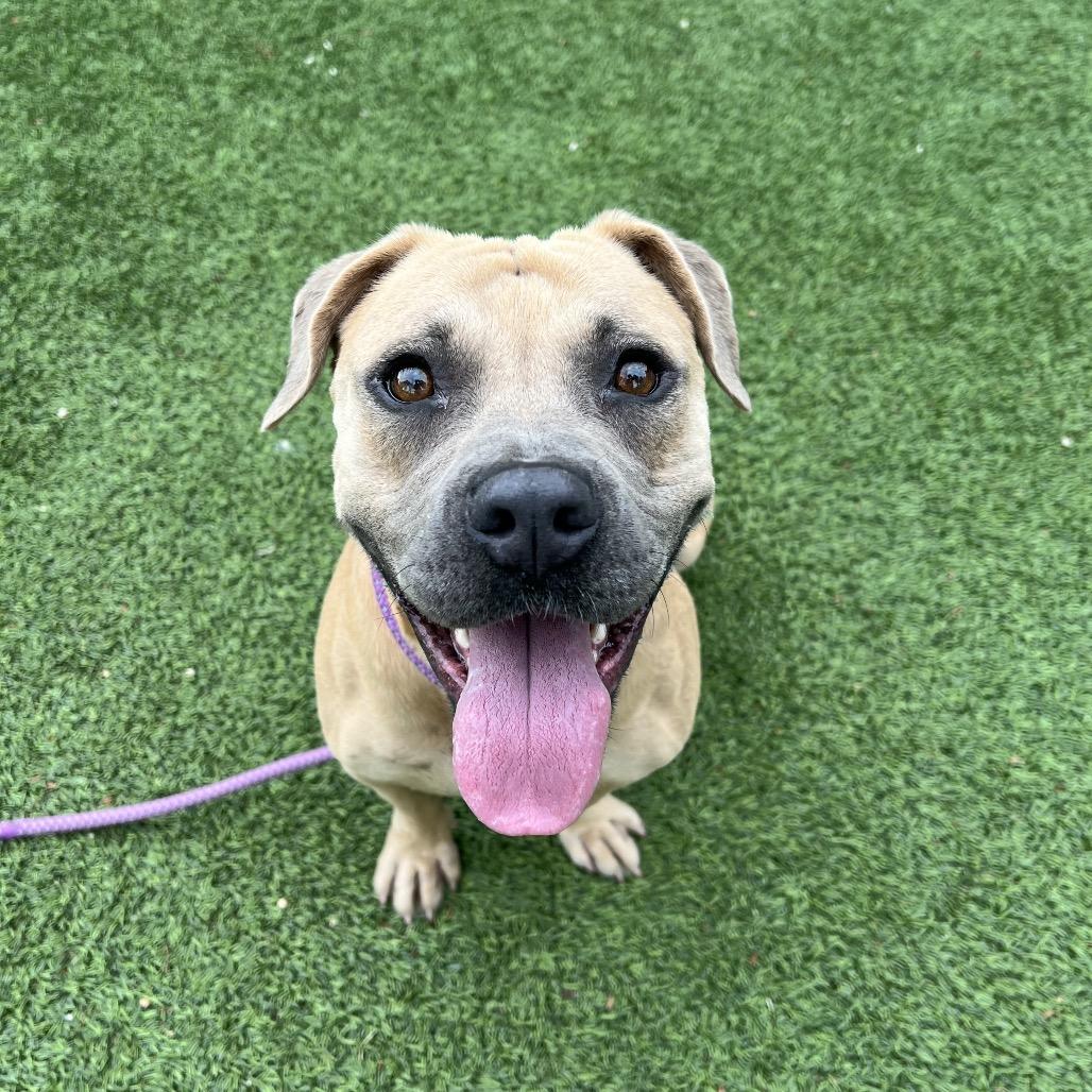 Honey*, a Adoptable Pit Bull Terrier in San Gabriel, CA image 3/3