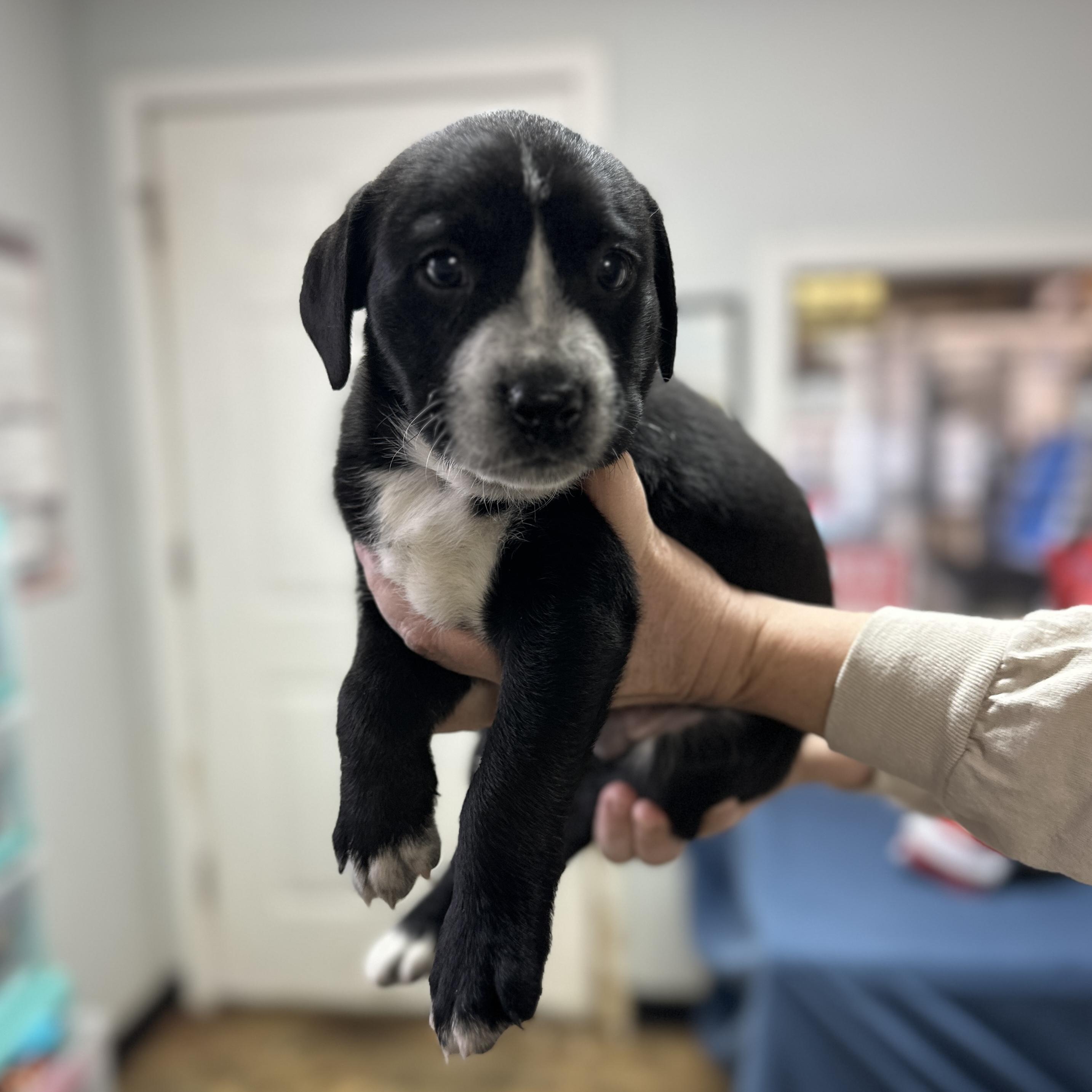 Enlarge Nike, an adopted Labrador Retriever in Columbia, SC image 1/1