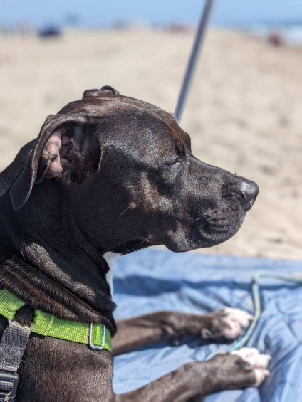 Enlarge Nala, a Adopted American Staffordshire Terrier in Valley Village, CA image 1/6