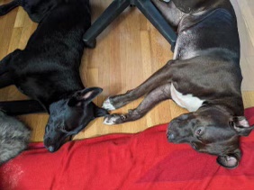 Enlarge Nala, a Adopted American Staffordshire Terrier in Valley Village, CA image 2/6