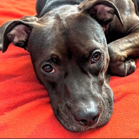 Enlarge Nala, a Adopted American Staffordshire Terrier in Valley Village, CA image 3/6