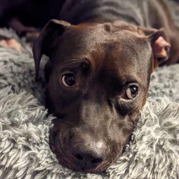 Enlarge Nala, a Adopted American Staffordshire Terrier in Valley Village, CA image 4/6