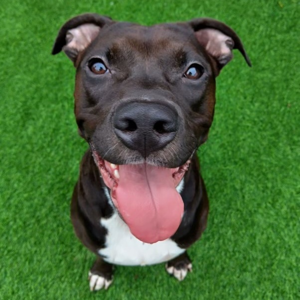 Enlarge Nala, a Adopted American Staffordshire Terrier in Valley Village, CA image 5/6