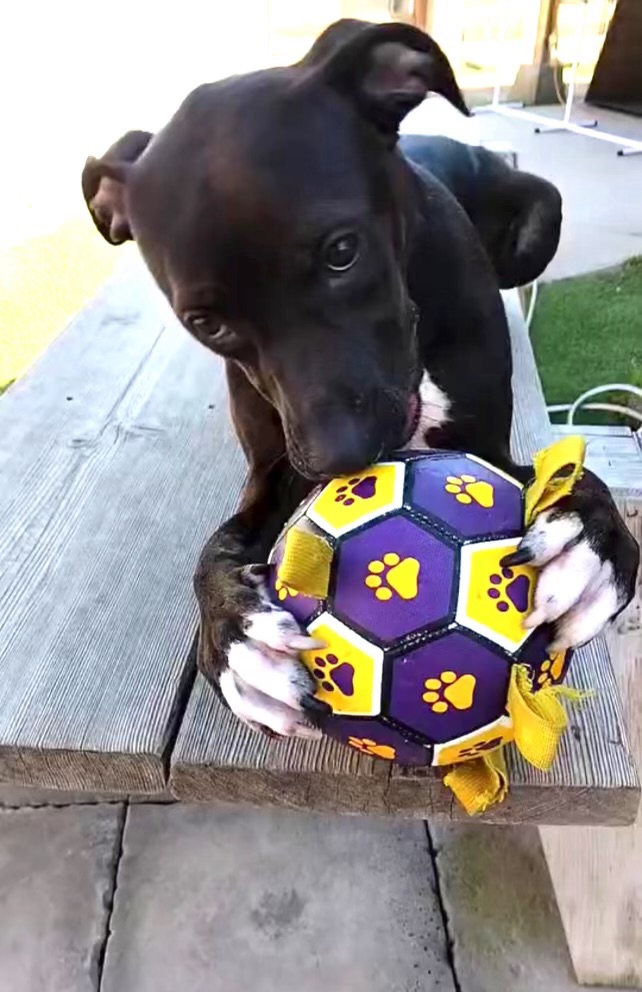 Enlarge Nala, a Adopted American Staffordshire Terrier in Valley Village, CA image 6/6