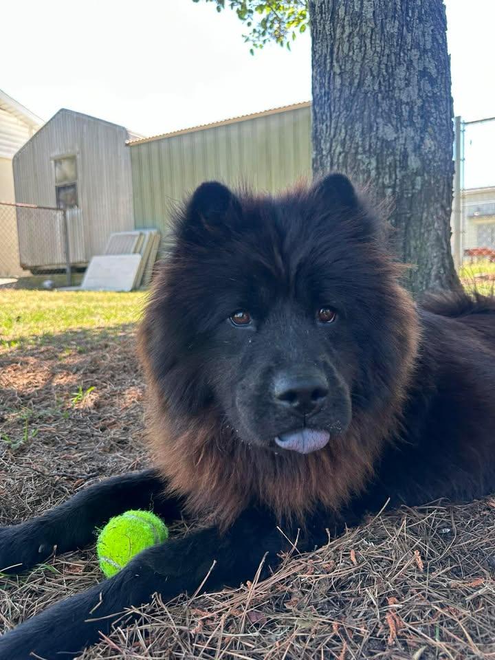 Enlarge Brownie, a ADOPTABLE Chow Chow in Wilmington, NC image 2/5