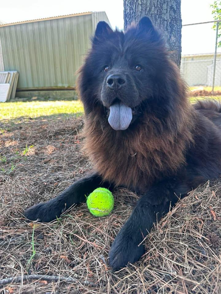 Enlarge Brownie, a ADOPTABLE Chow Chow in Wilmington, NC image 1/5