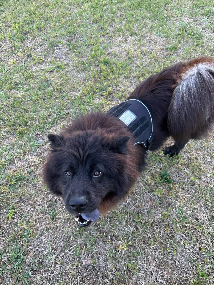 Enlarge Brownie, a ADOPTABLE Chow Chow in Wilmington, NC image 3/5