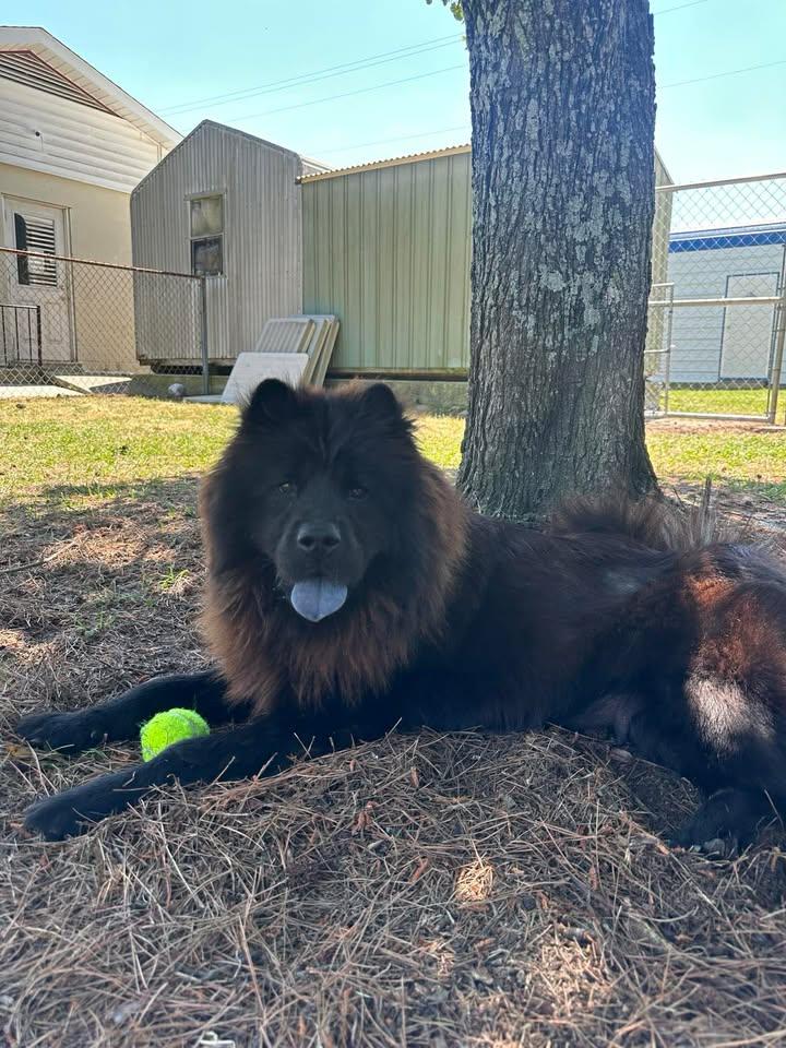 Enlarge Brownie, a ADOPTABLE Chow Chow in Wilmington, NC image 4/5