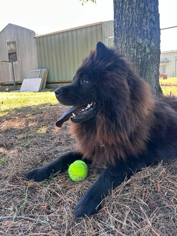 Enlarge Brownie, a ADOPTABLE Chow Chow in Wilmington, NC image 5/5