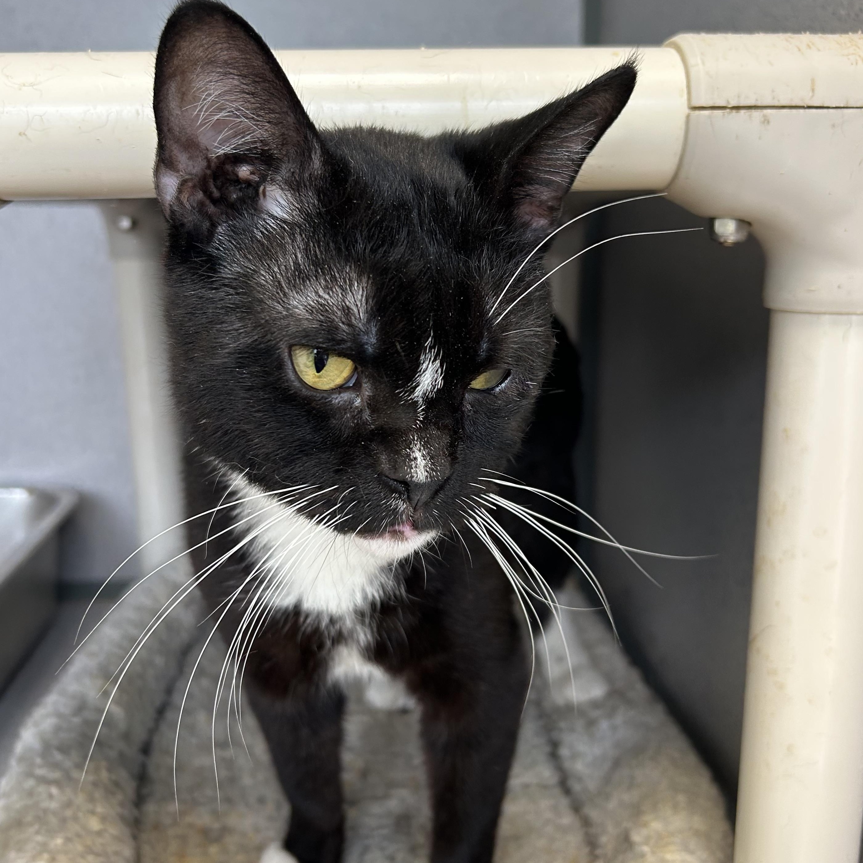 Felix-6/8/26, an adopted Tuxedo in Lambertville, NJ image 1/2