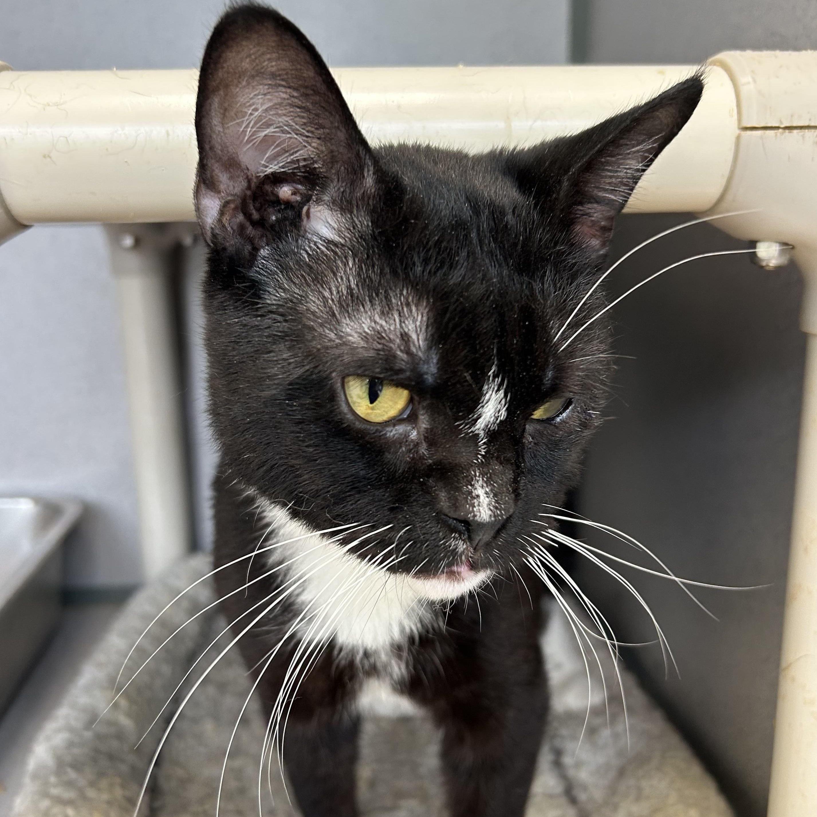 Felix-6/8/26, an adopted Tuxedo in Lambertville, NJ image 2/2