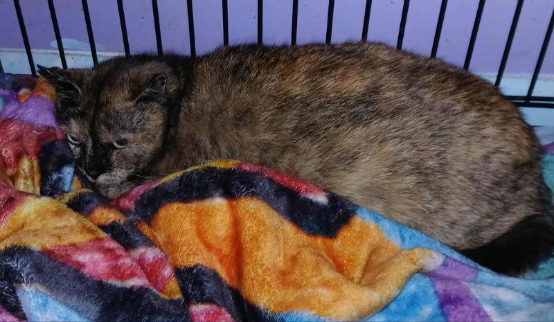 Maru, Adoptable, Young Female Domestic Short Hair.