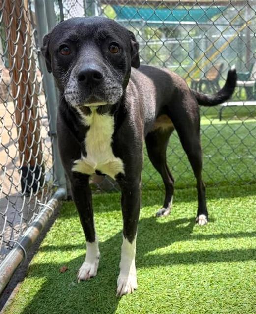 Enlarge GINGER, a Adoptable Mixed Breed in Columbia, SC image 1/1