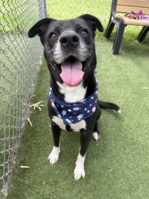 GINGER, Adoptable, Adult Female Mixed Breed.