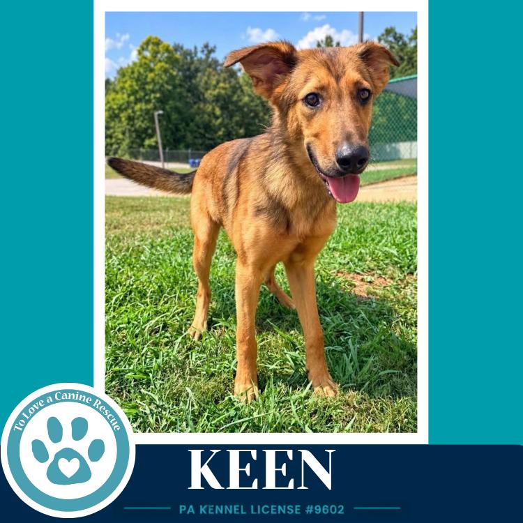 Keen 100326, Adoptable, Young Male Shepherd.