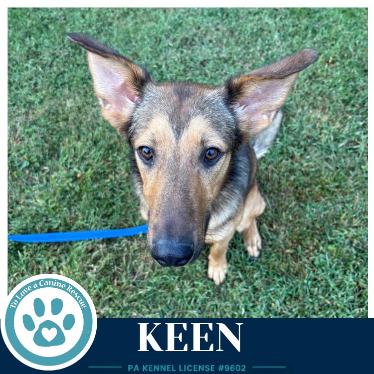 Enlarge Keen 100326, a Adoptable mixed breed in Kimberton, PA image 2/2