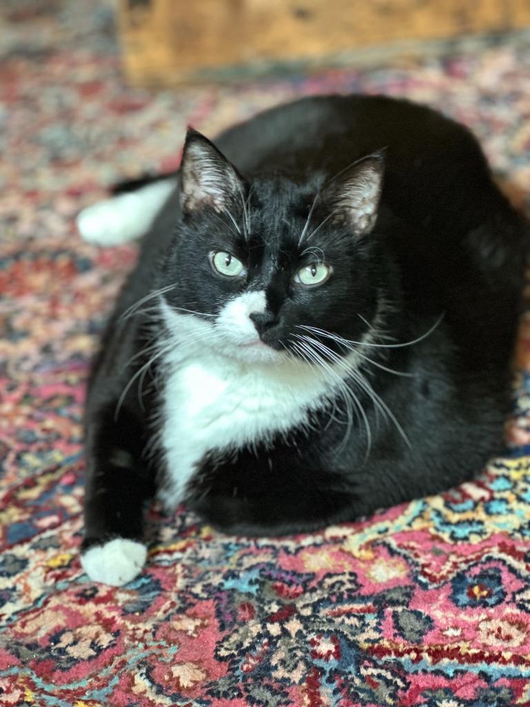 Moto Moto, Adoptable, Adult Male Domestic Short Hair.