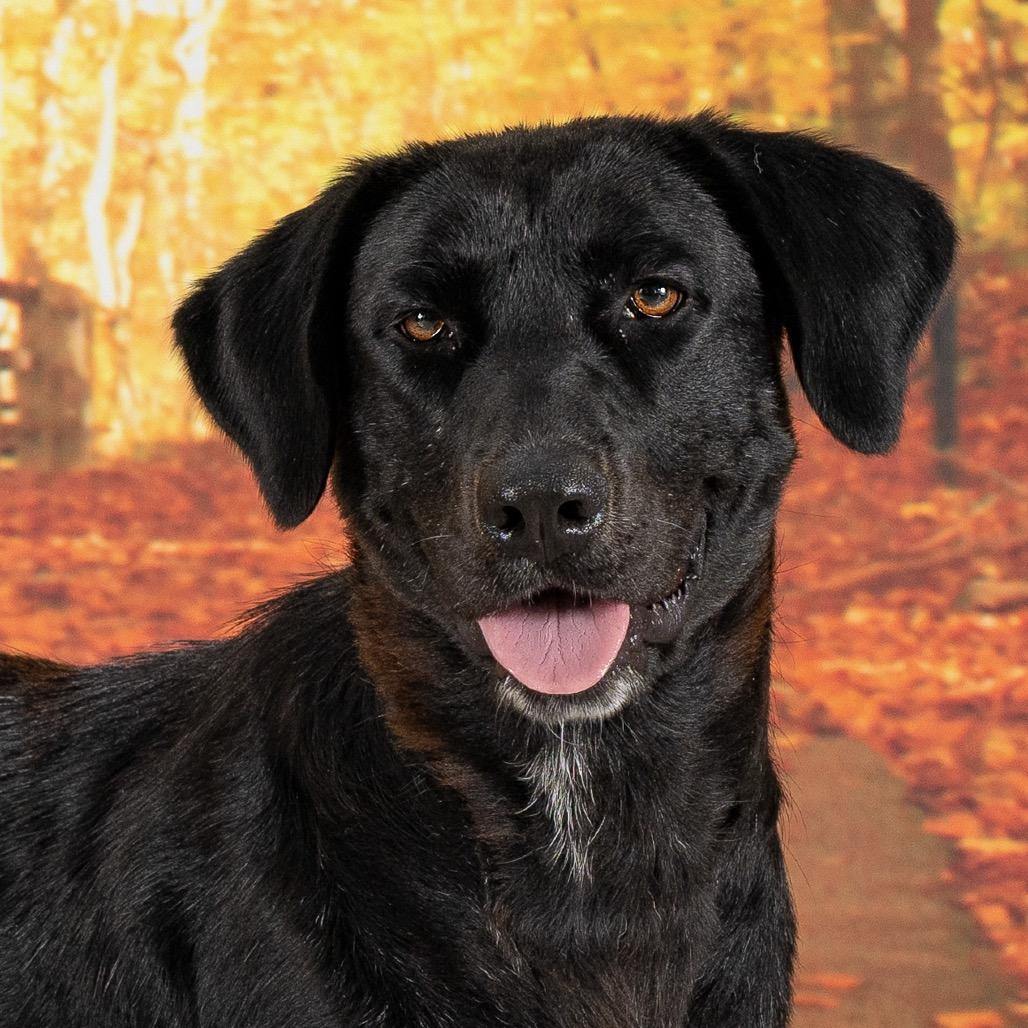 Enlarge Magnolia, a Adoptable Black Labrador Retriever in Newport, TN image 1/4