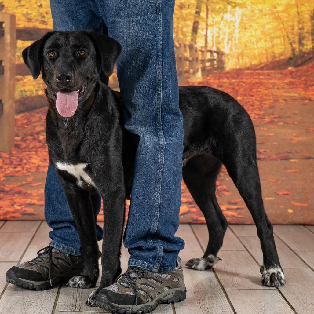 Magnolia thumbnail 2