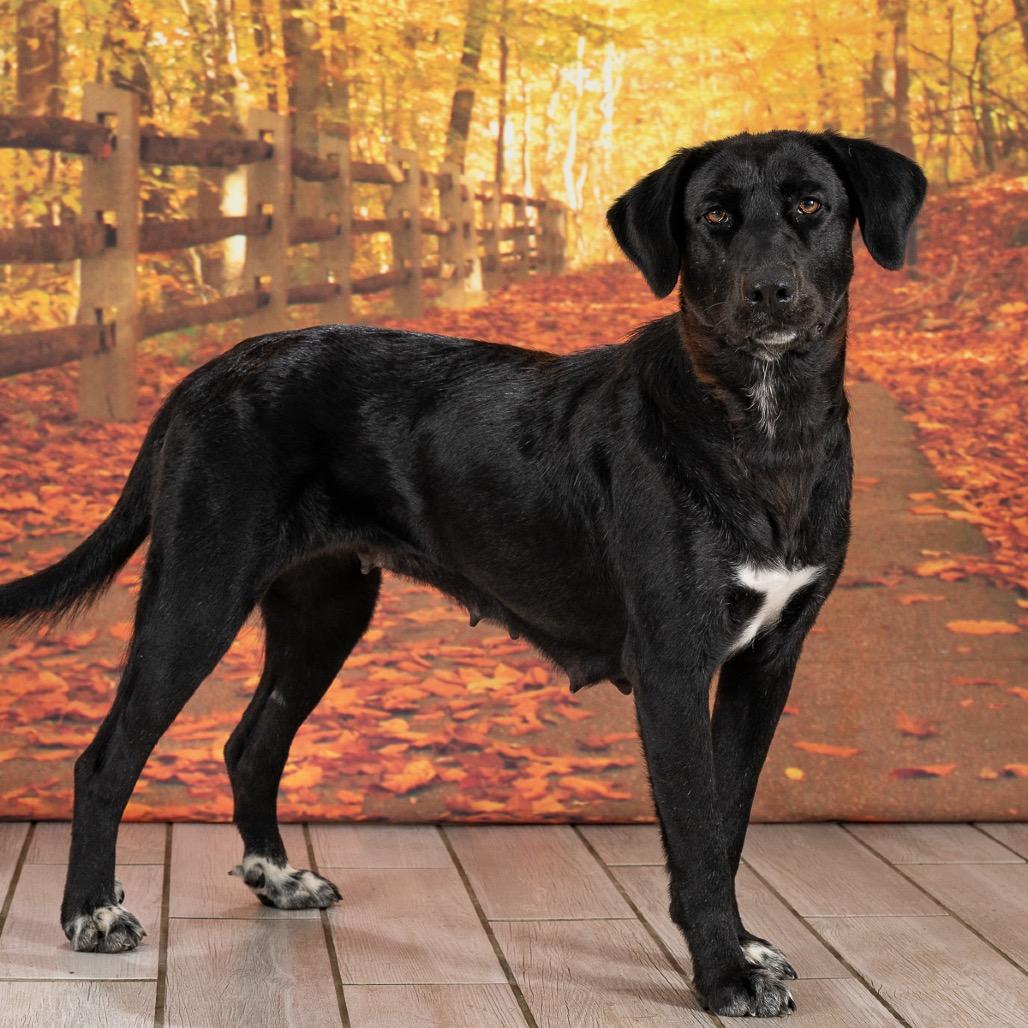 Enlarge Magnolia, a Adoptable Black Labrador Retriever in Newport, TN image 3/4