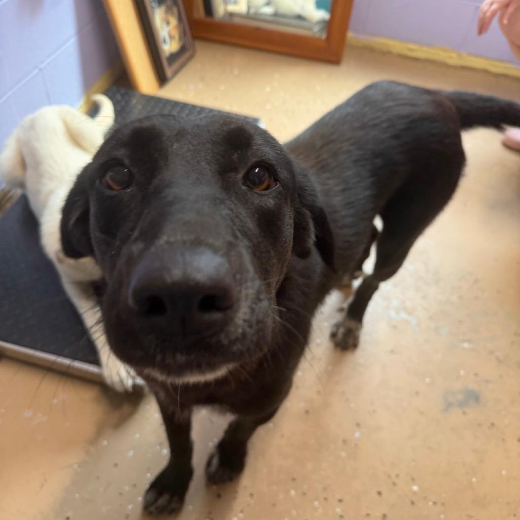 Enlarge Magnolia, a Adoptable Black Labrador Retriever in Newport, TN image 4/4
