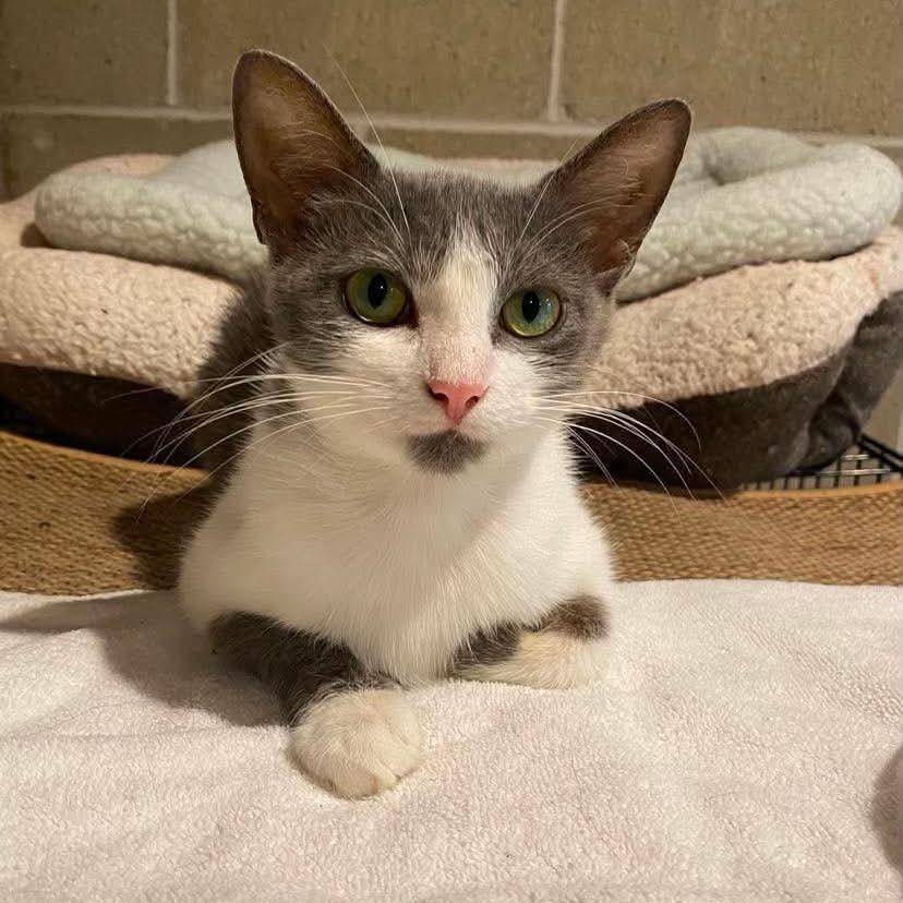 Rose, Adoptable, Young Female Domestic Short Hair.