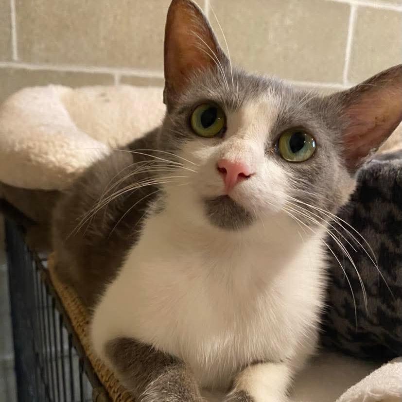 Rose, a Adoptable Domestic Short Hair in Chillicothe, IL image 2/4