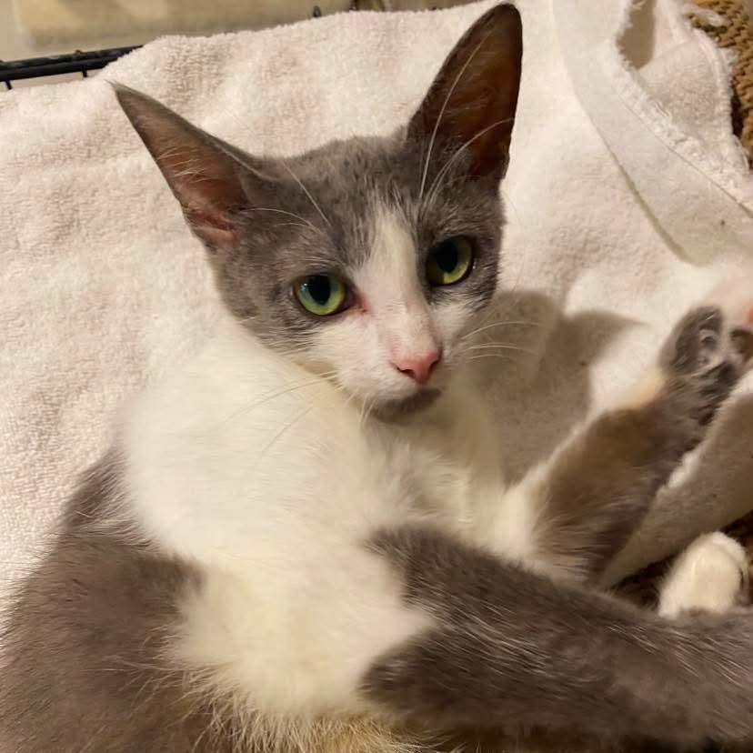 Rose, a Adoptable Domestic Short Hair in Chillicothe, IL image 3/4