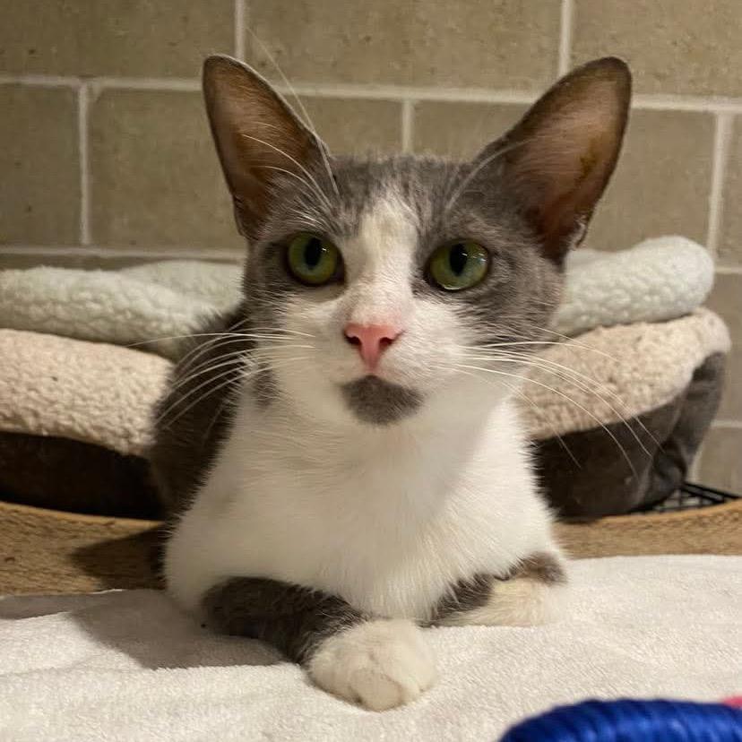 Rose, a Adoptable Domestic Short Hair in Chillicothe, IL image 4/4