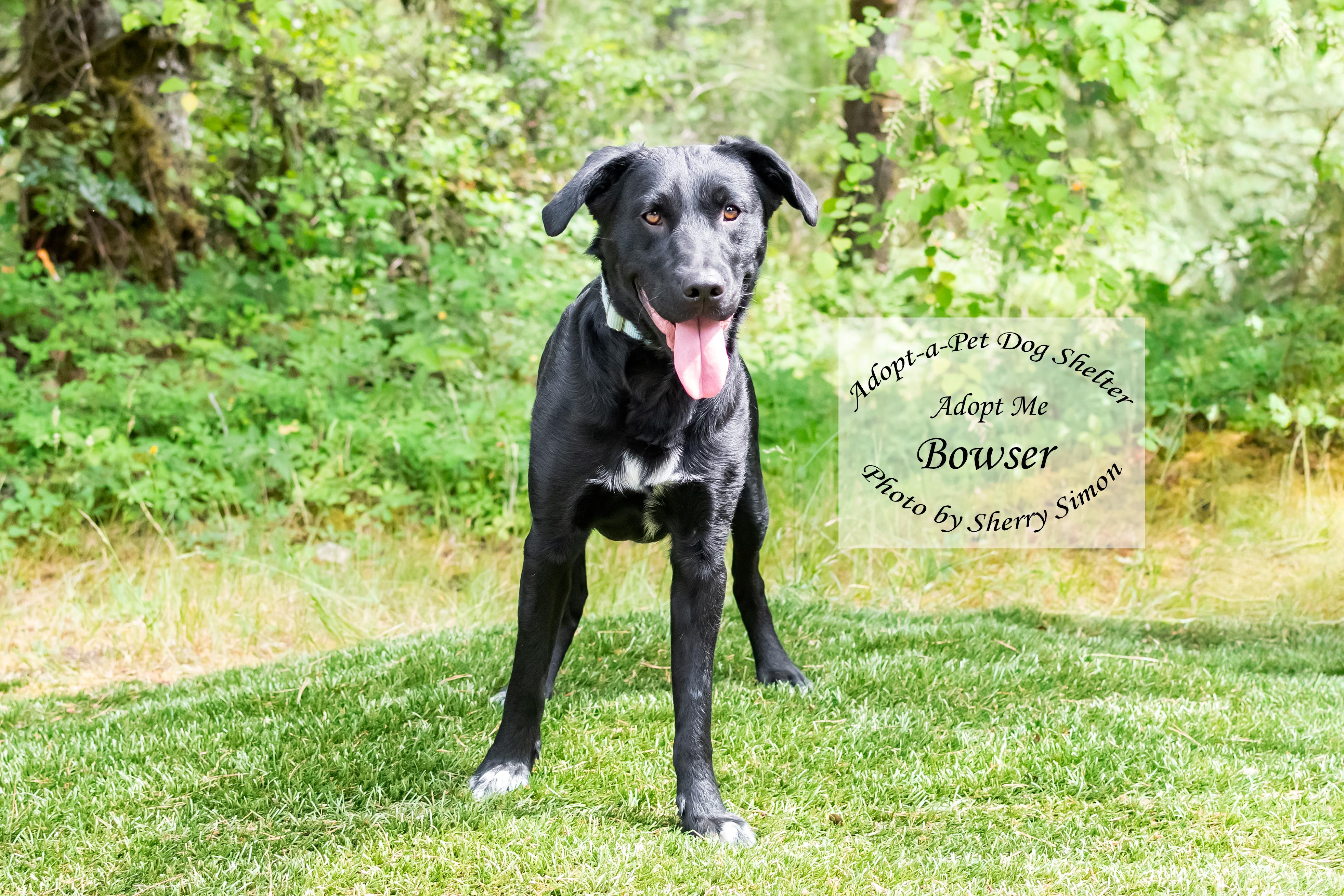 BOWSER photo 4
