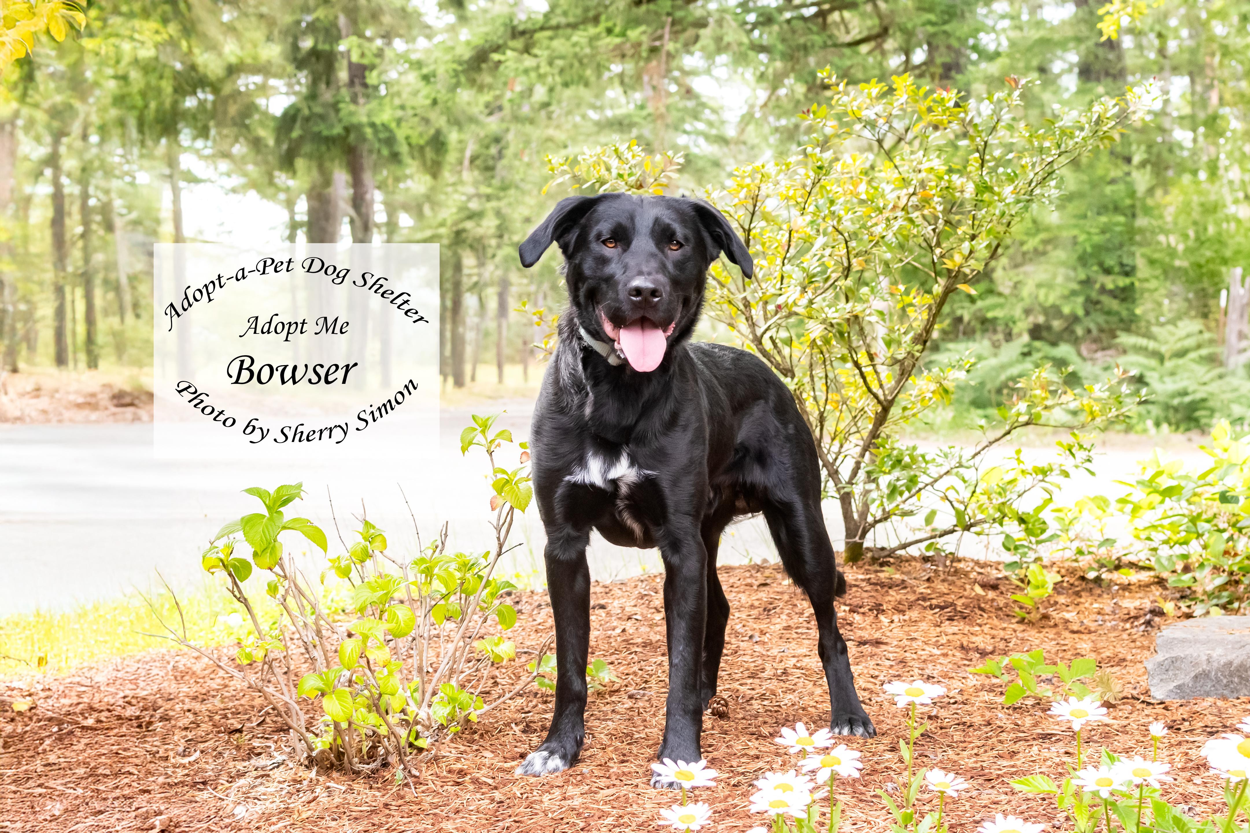 BOWSER photo 2