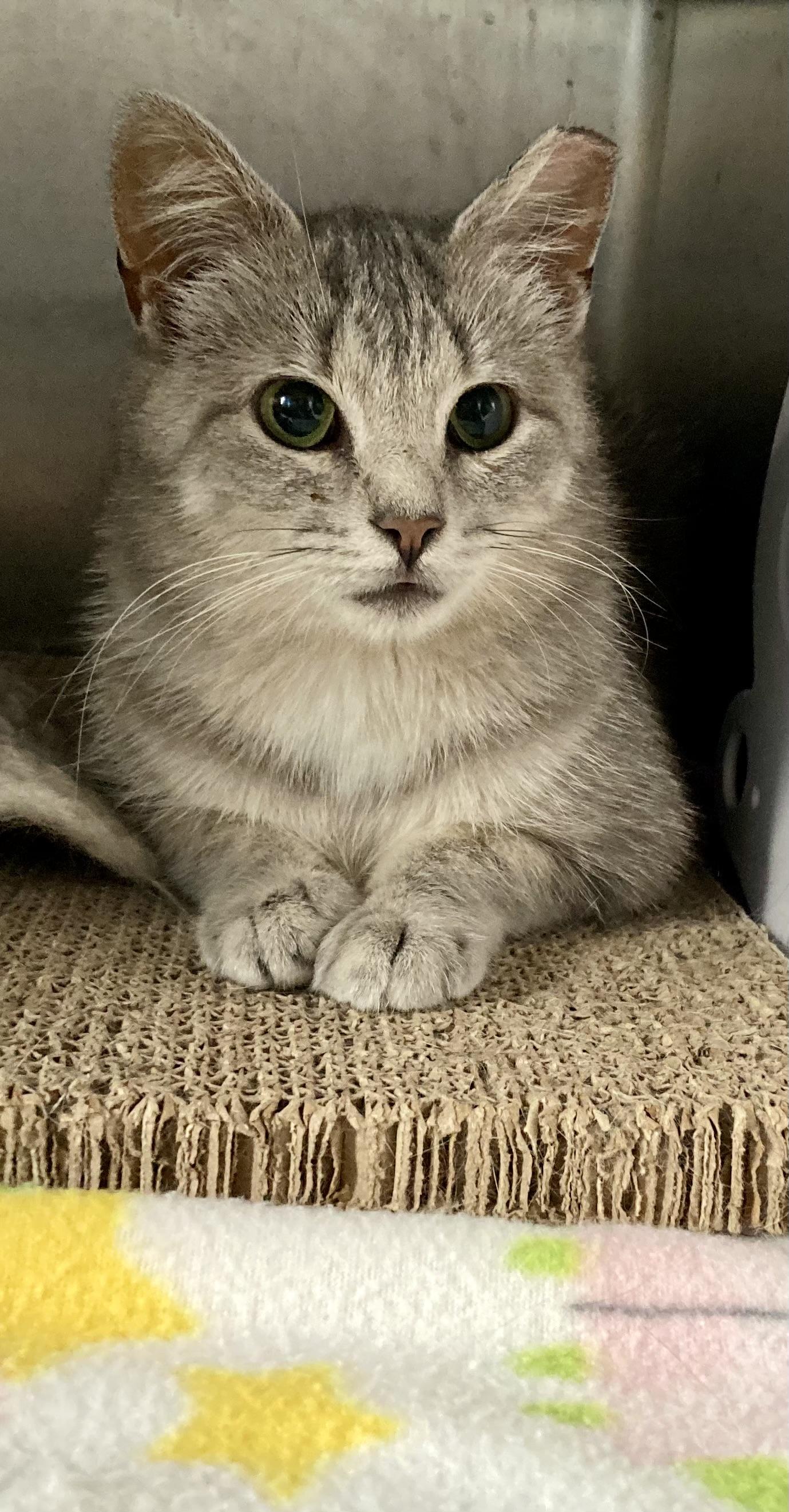 Enlarge Arielle, a ADOPTABLE mixed breed in Sandusky, MI image 4/4