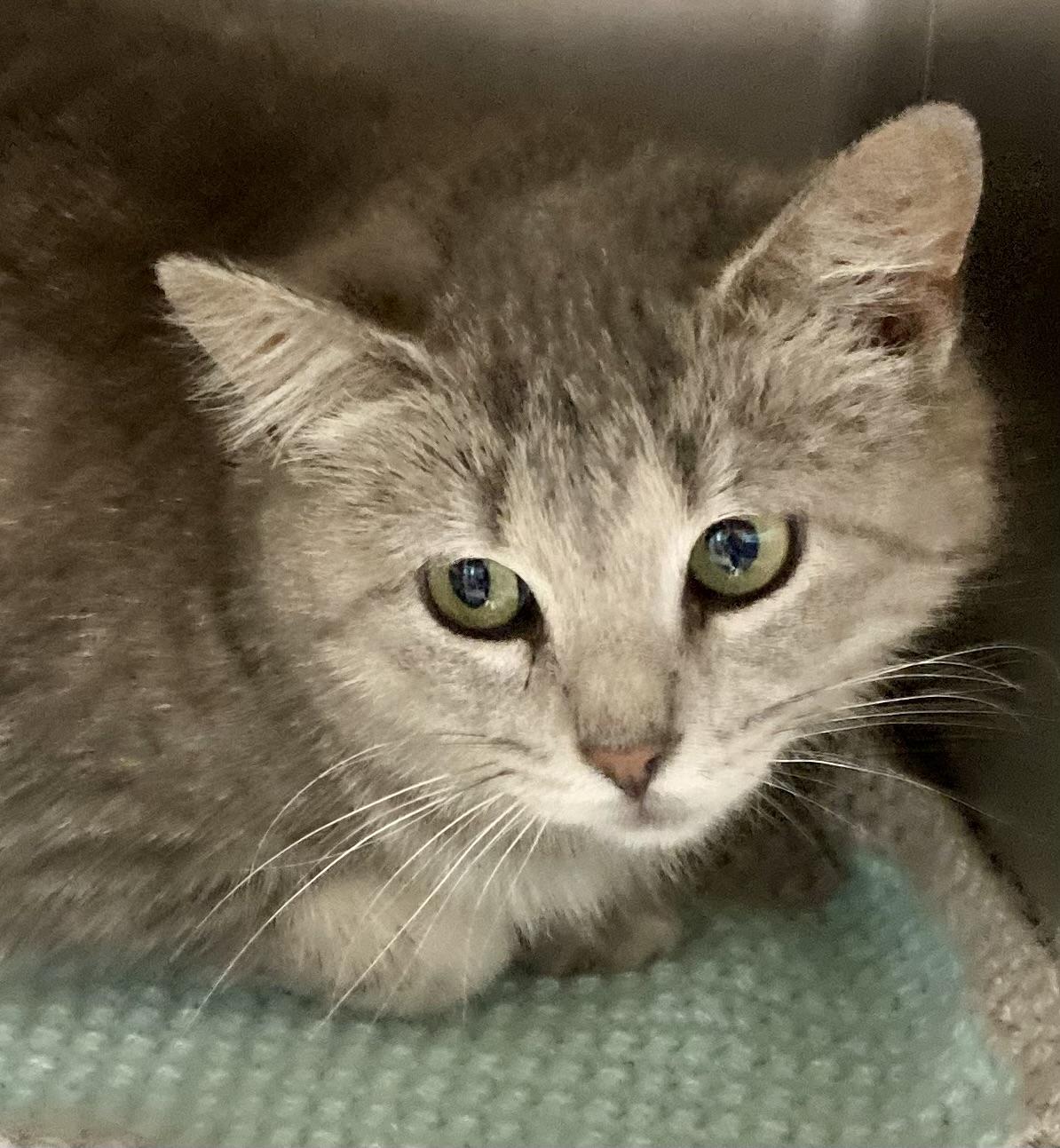 Enlarge Arielle, a ADOPTABLE mixed breed in Sandusky, MI image 5/5