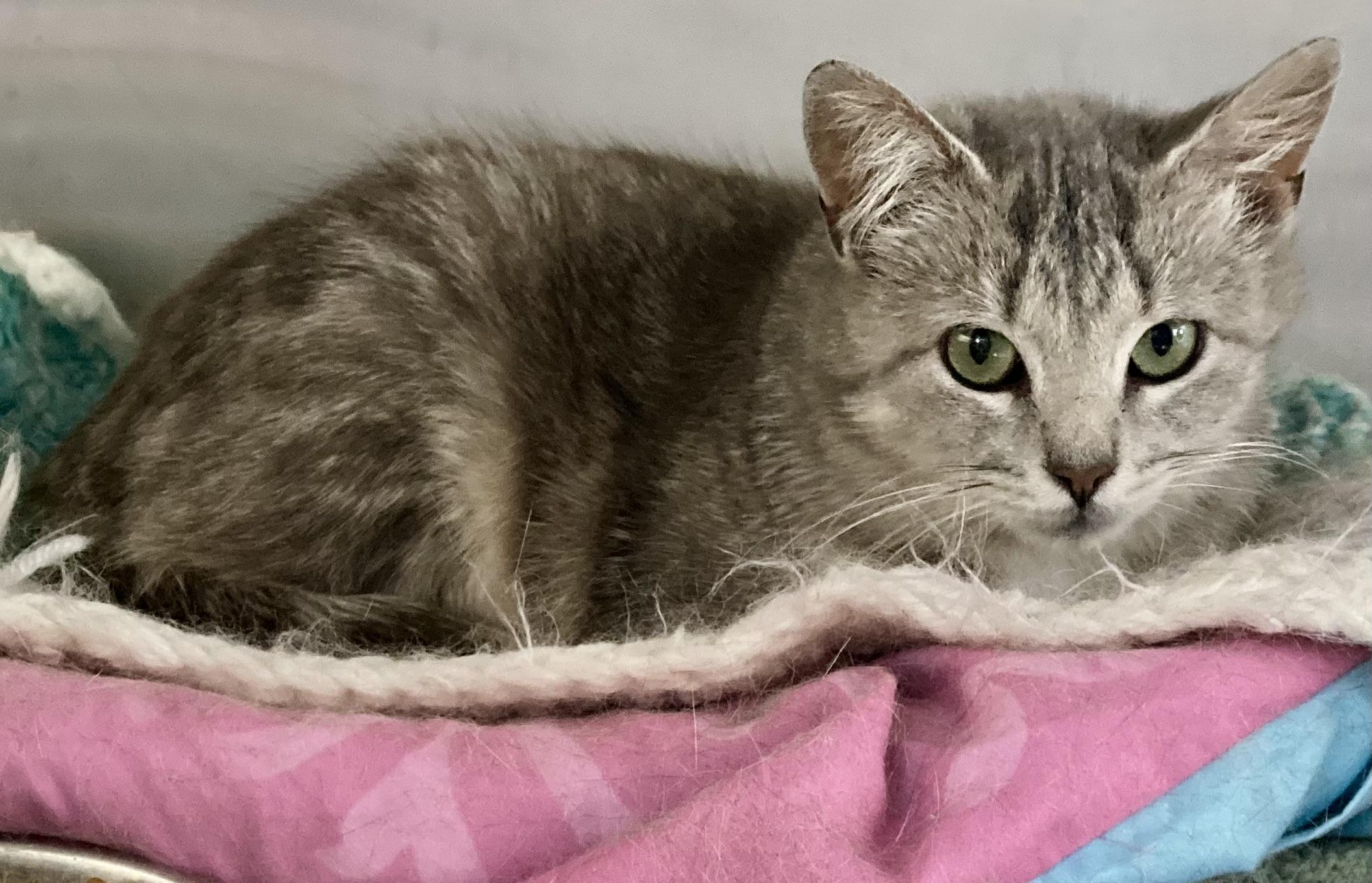 Enlarge Arielle, a ADOPTABLE mixed breed in Sandusky, MI image 2/5