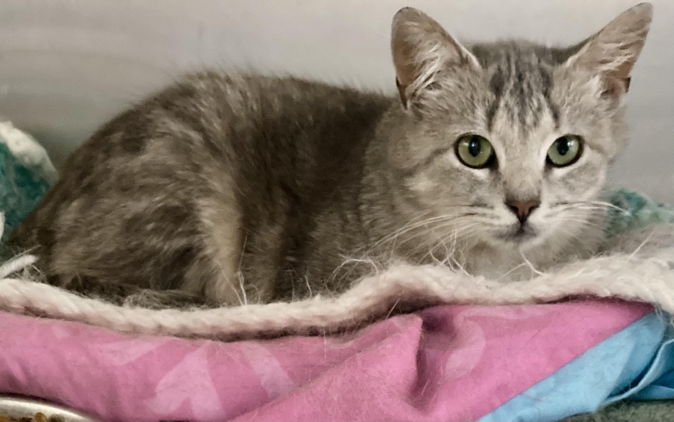 Enlarge Arielle, a ADOPTABLE mixed breed in Sandusky, MI image 1/5
