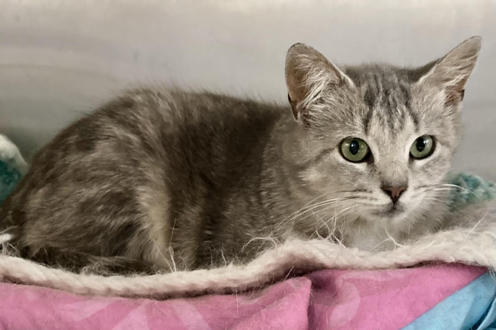 Enlarge Arielle, a ADOPTABLE mixed breed in Sandusky, MI image 3/5