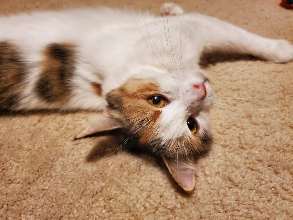 Enlarge Miracle, a Adoptable Domestic Medium Hair in Medfield, MA image 5/5