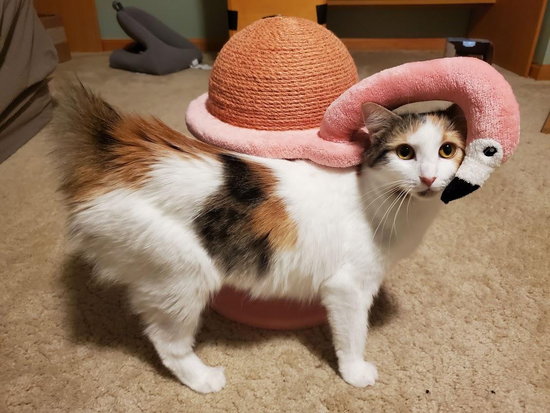 Enlarge Miracle, a Adoptable Domestic Medium Hair in Medfield, MA image 4/5