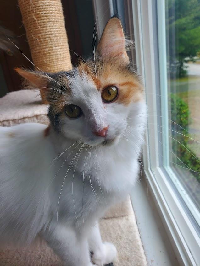 Enlarge Miracle, a Adoptable Domestic Medium Hair in Medfield, MA image 2/5