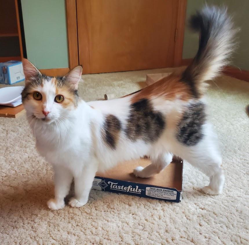 Enlarge Miracle, a Adoptable Domestic Medium Hair in Medfield, MA image 1/5