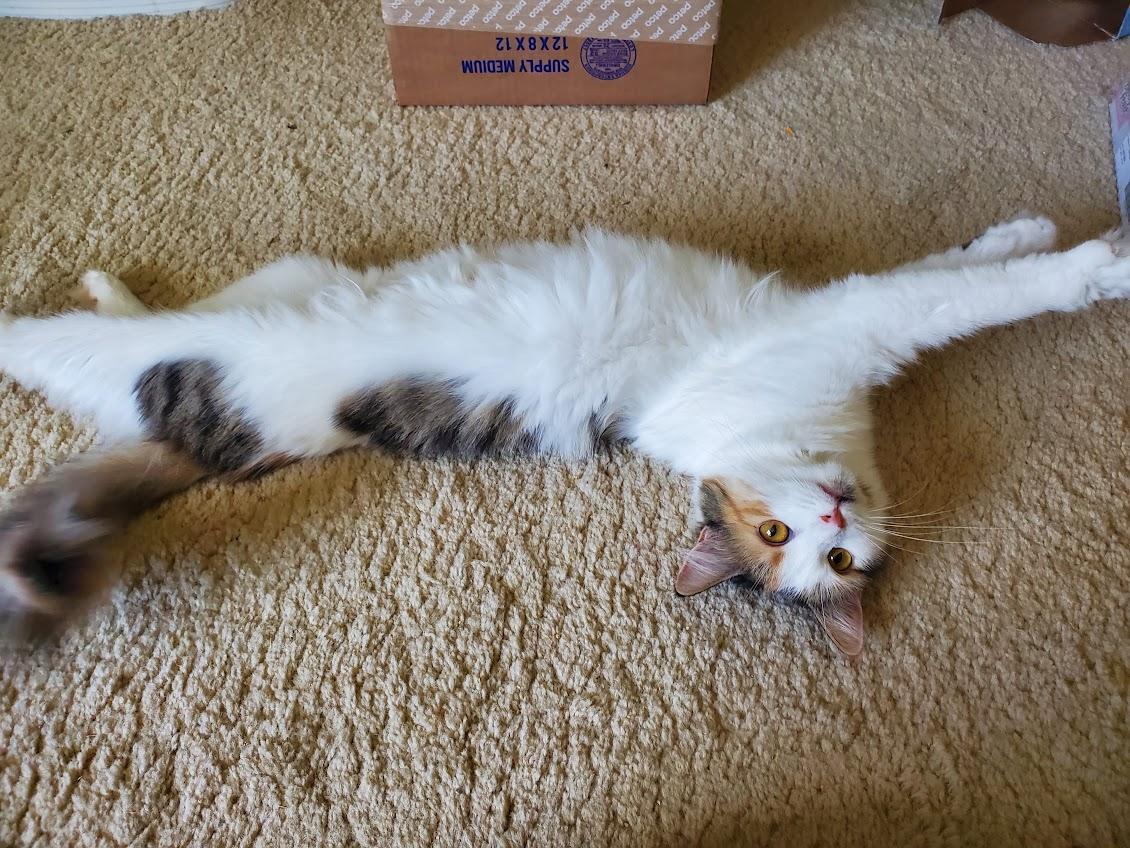 Enlarge Miracle, a Adoptable Domestic Medium Hair in Medfield, MA image 3/5