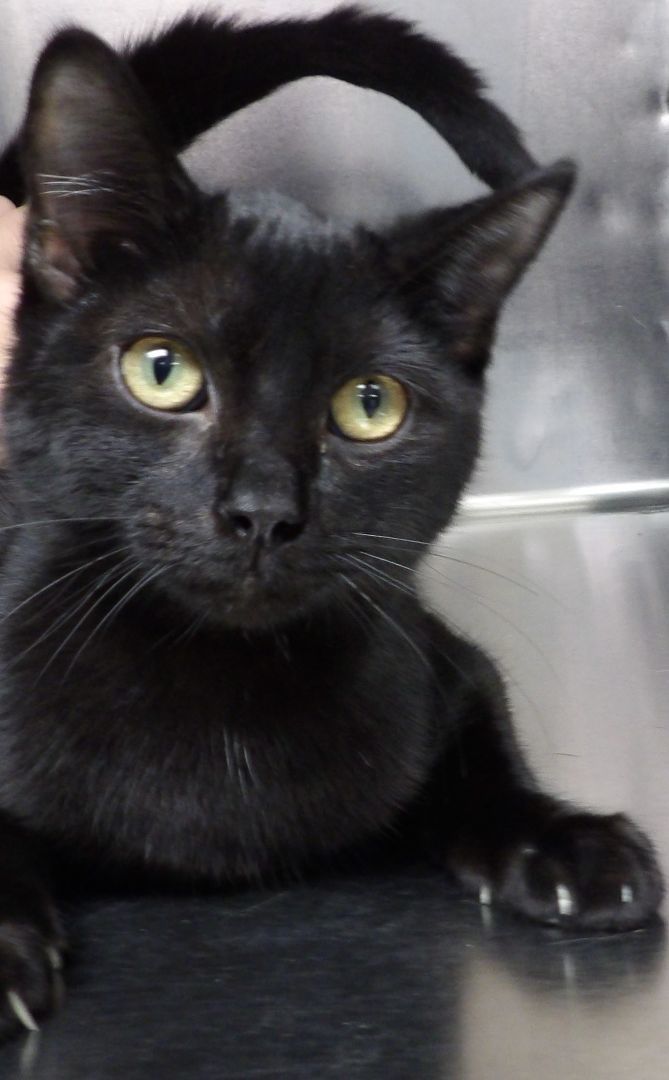 Enlarge Sage, a Adopted Domestic Short Hair in thomson, GA image 1/1