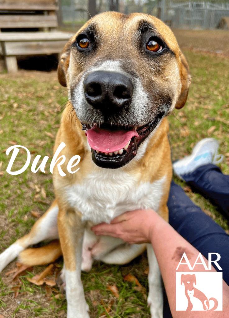 Duke, Adoptable, Adult Male Black Mouth Cur & Shepherd.