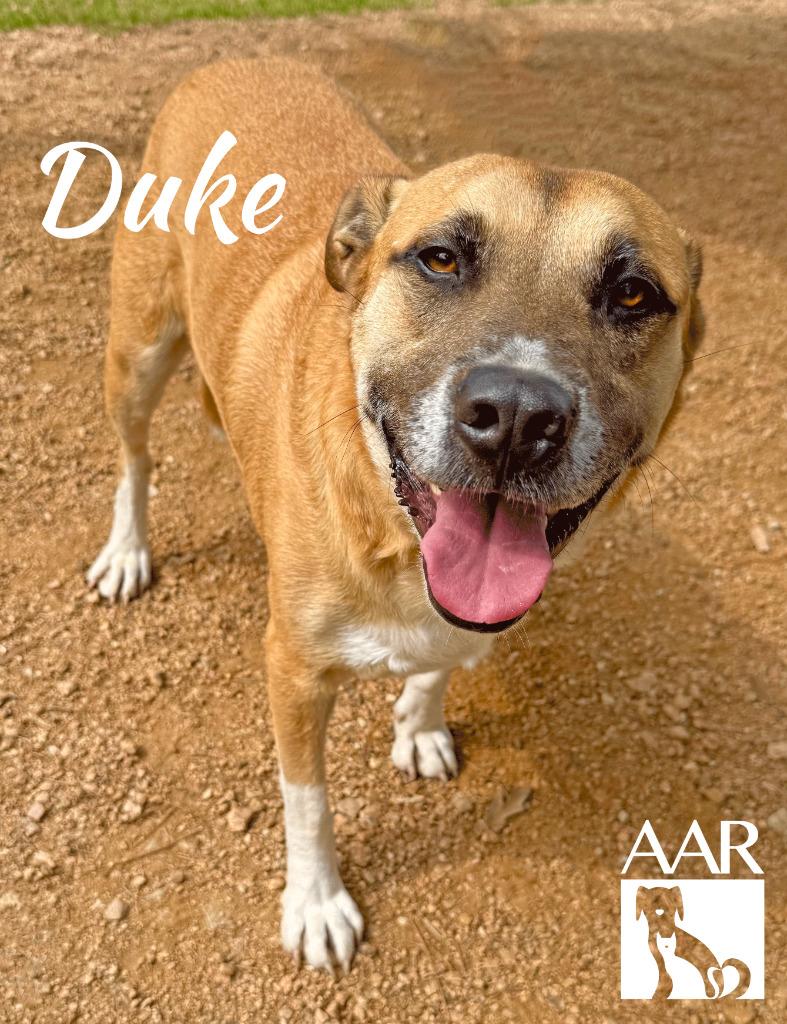 Enlarge Duke, a Adoptable mixed breed in Magnolia, TX image 2/4