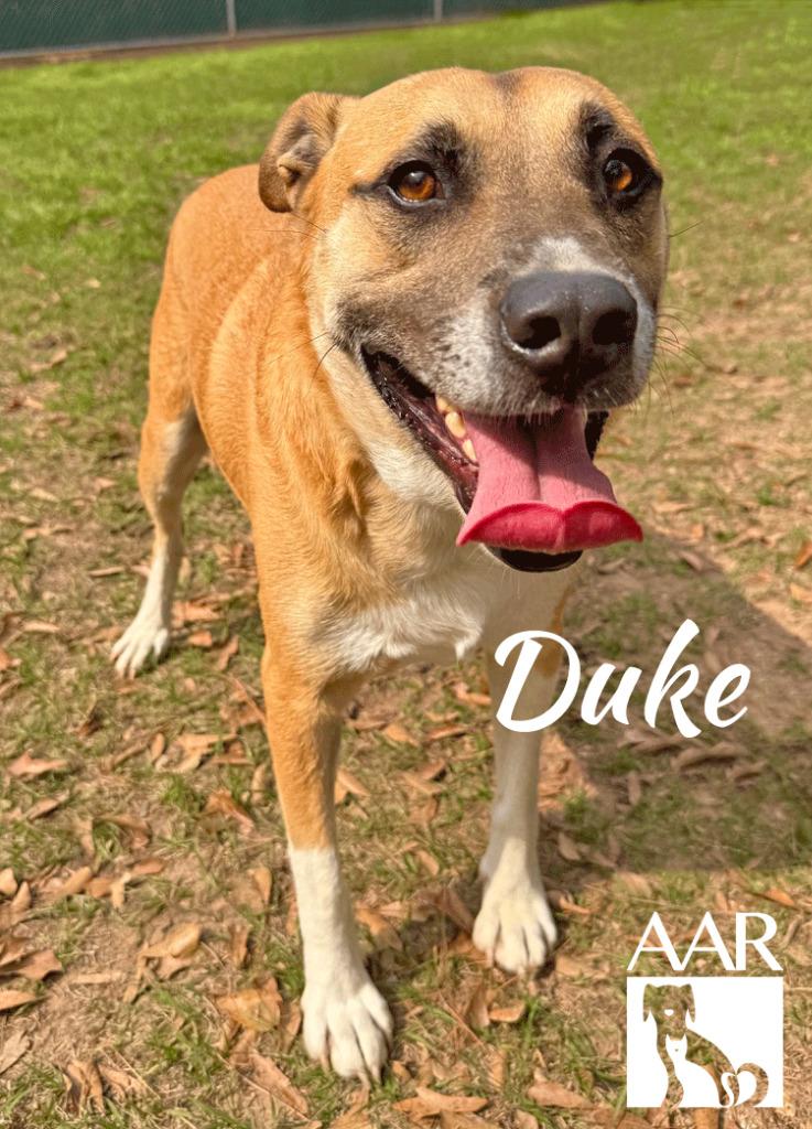 Enlarge Duke, a Adoptable mixed breed in Magnolia, TX image 3/4