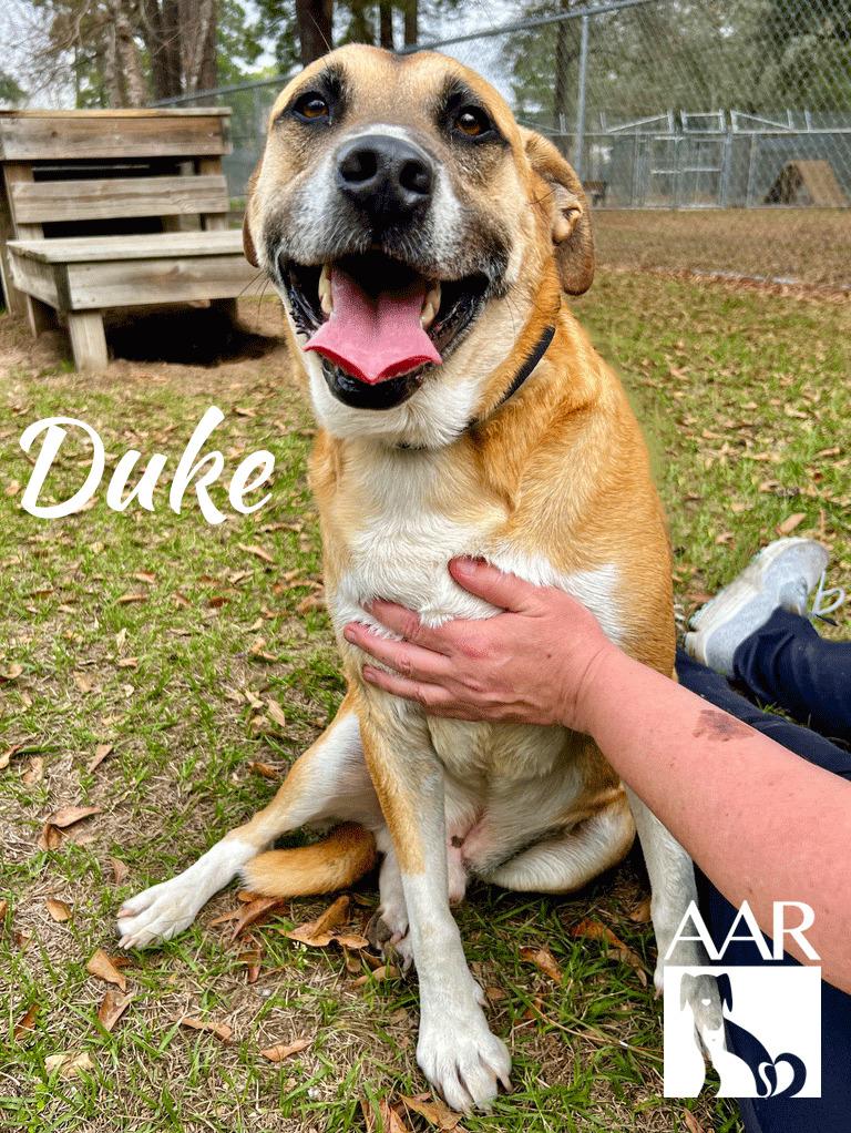 Enlarge Duke, a Adoptable mixed breed in Magnolia, TX image 4/4